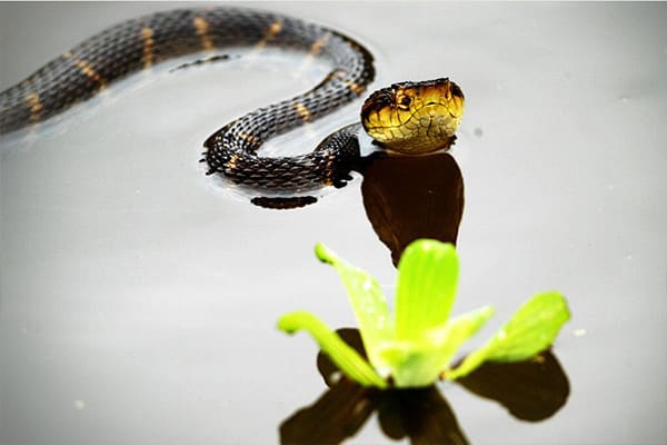 Snake in water next to plant