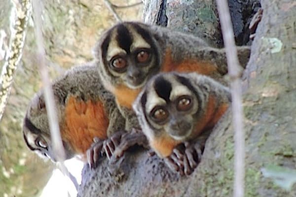 Night Monkeys peering out of a tree