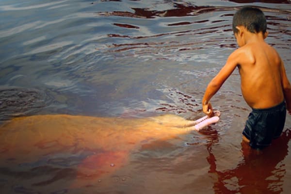 Kid playing with river dolphin