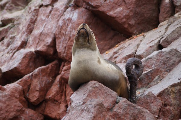 Sea Lion on the rocks