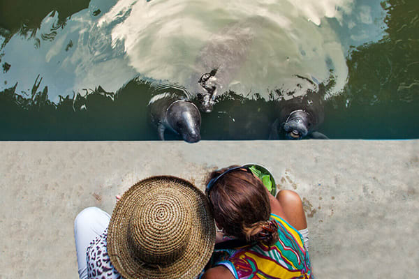 People Observing Orphan Manatees