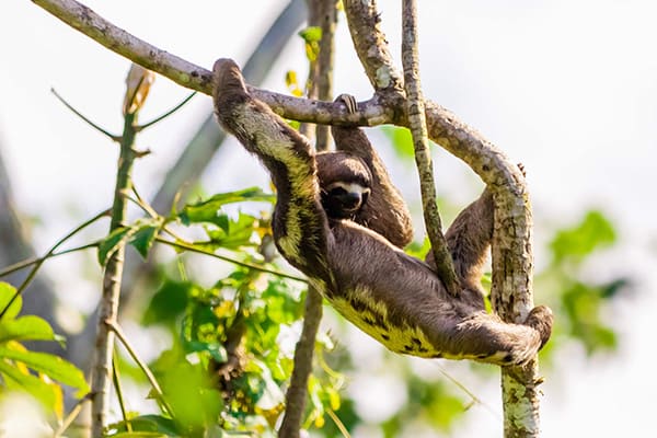 sloth climbing in the branches amazon