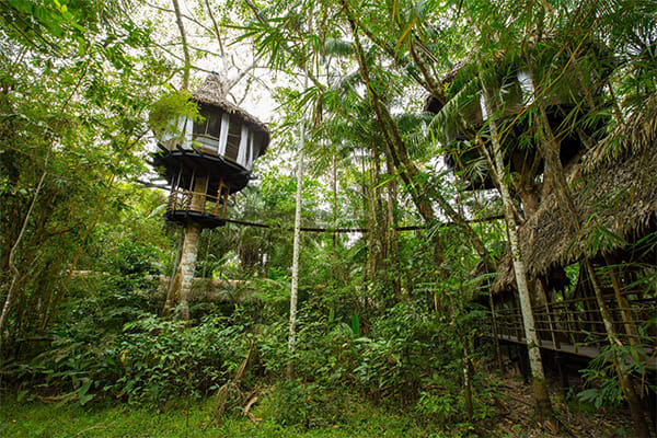 treehouse lodges in the canopy