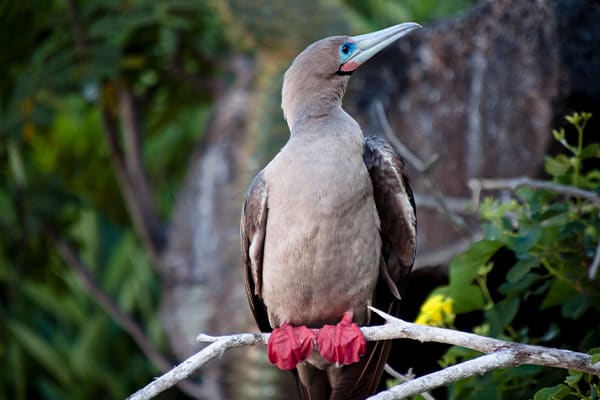 red-footed booby perched