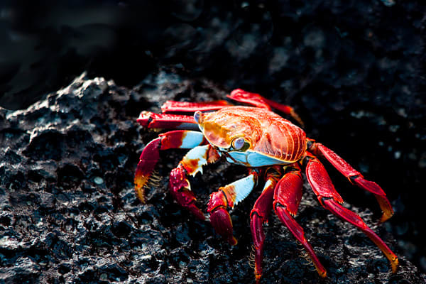 sally lightfoot crab on rocks