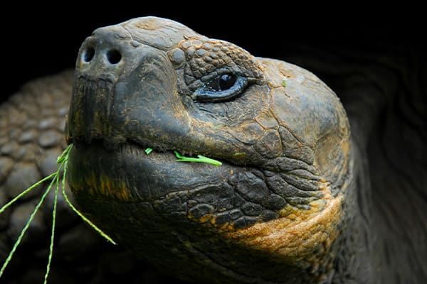 galapagos tortoise eating