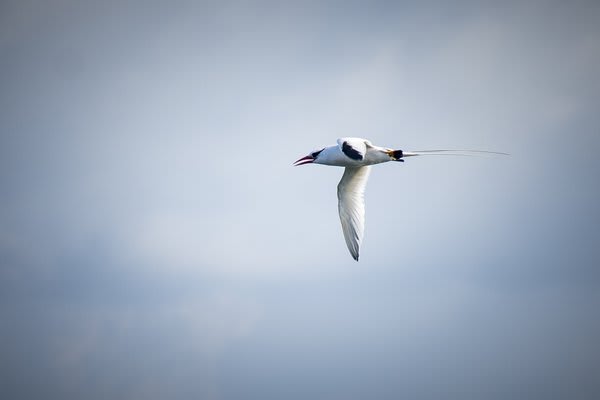 Tern in flight
