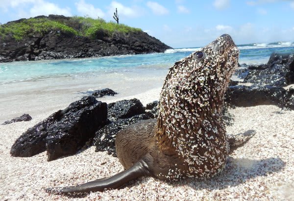 Sandy-Faced Sea Lion