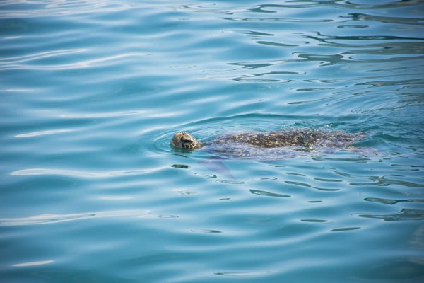 Sea Turtle Swimming