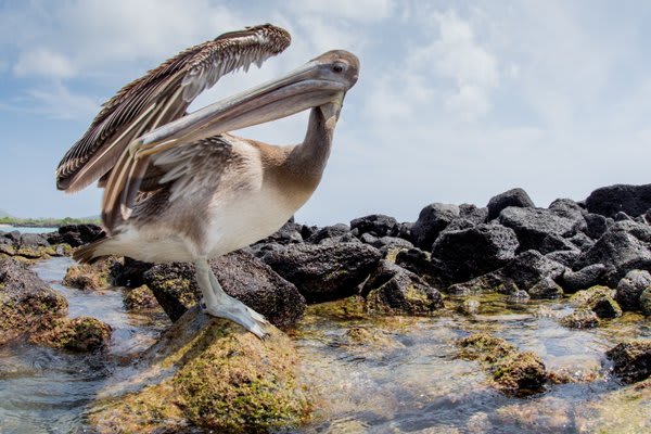 Pelican on the rocks next to tidal pool