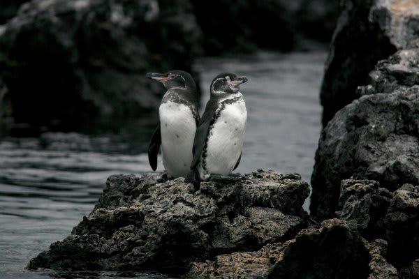 加拉帕戈斯企鹅在一块岩石上