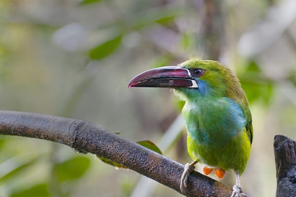 翡翠Toucanet栖息在一根树枝上