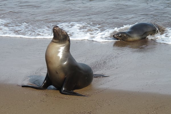 Sea lion emerging from water