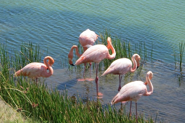 Galapagos Flamingos in pond