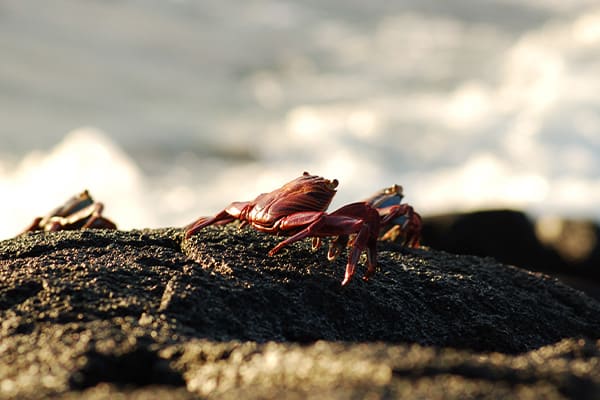 Sally Light Foot Crab On Rocks
