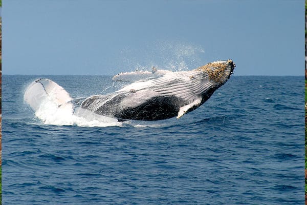 humpback whale breaching