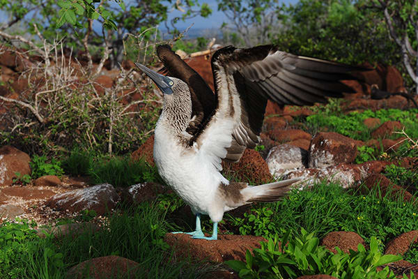 Blue footed booby flapping wings