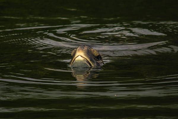 sea turtle taking a breath