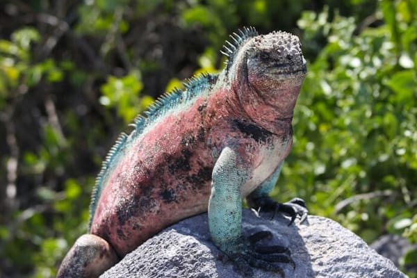 Galapagos Marine Iguana basking