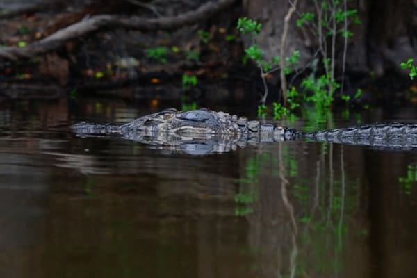 a large caiman in the water