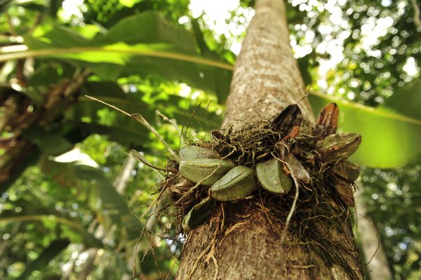 Orchid on Tree