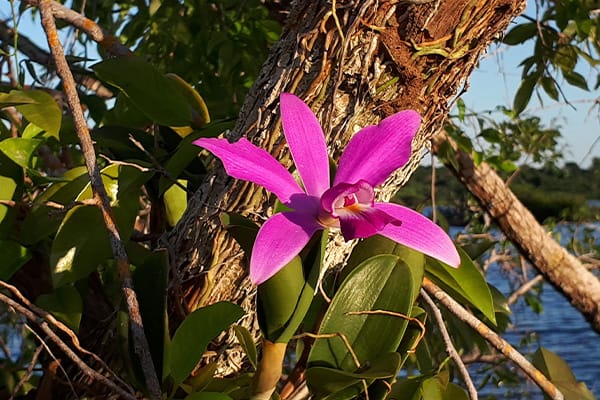 Orchid in bloom