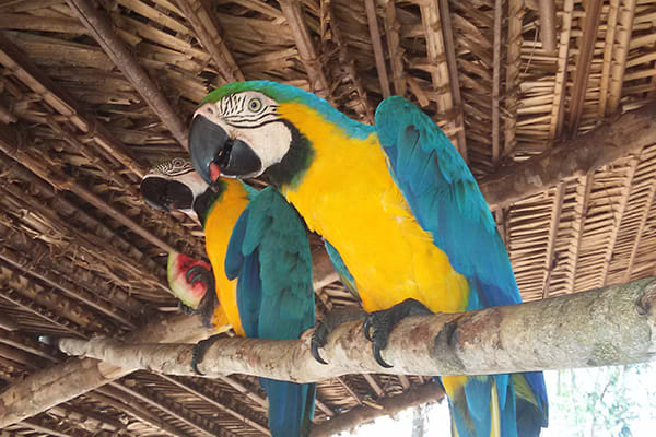 Blue and Gold Macaws