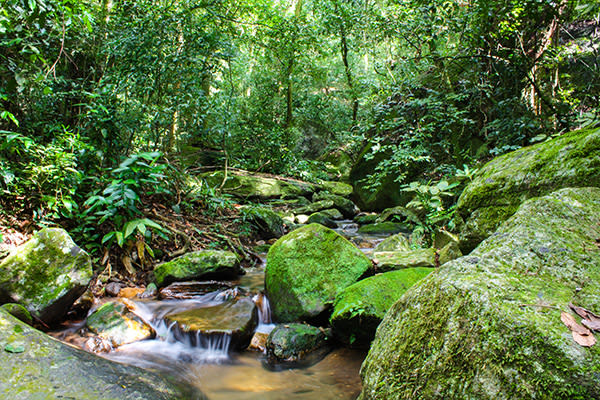 Day Tour including Tijuca Forest