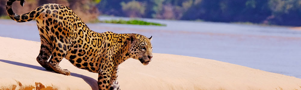 brazil pantanal tour