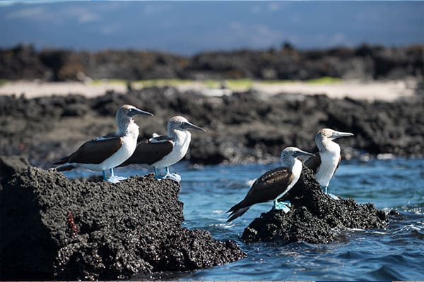 Darwin Bay Boobies