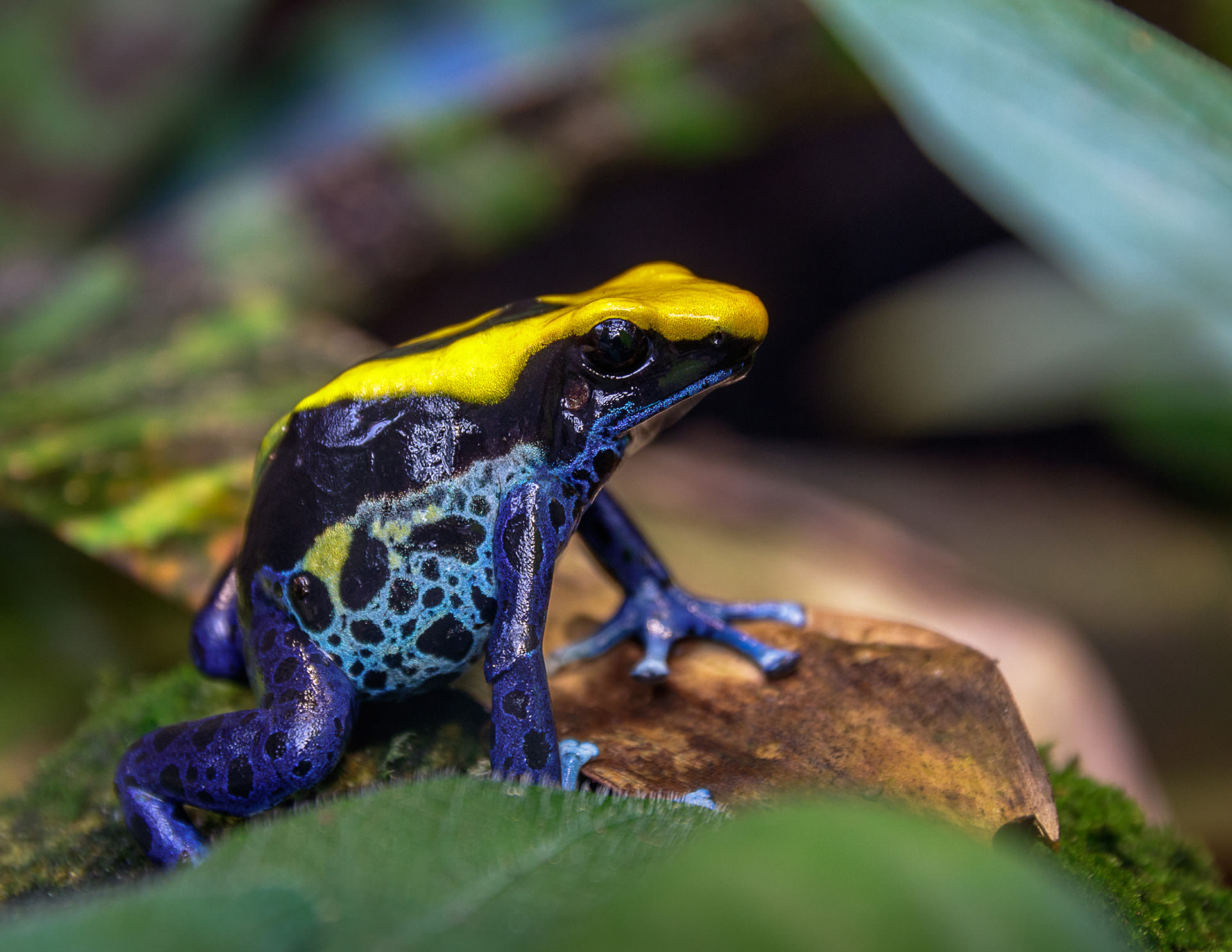 For Poison Dart Frogs, Markings Matter When It Comes to Survival