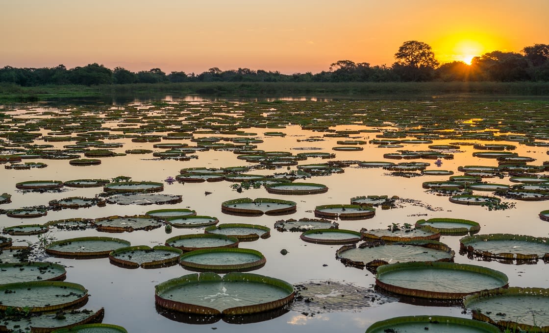 High,Contrast,Sunset,In,Brazilian,Pantanal,With,Victoria,Regias