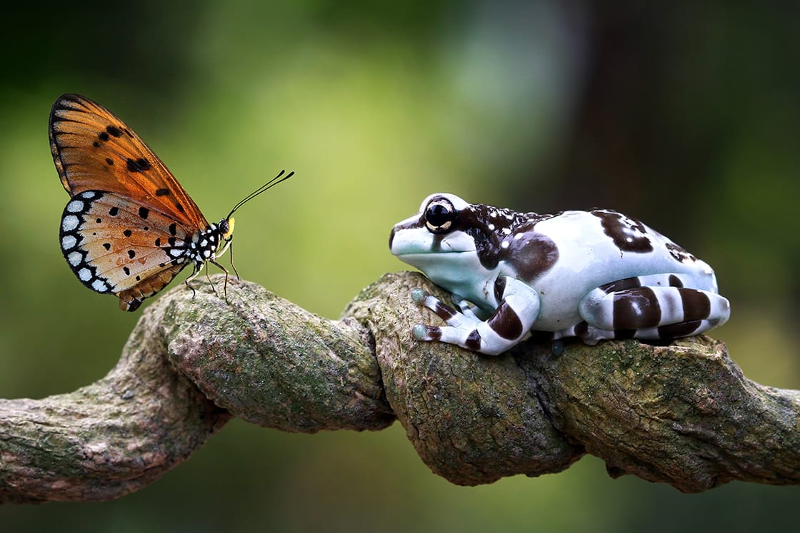 Ecosystems Of The Amazon Rainforest - Rainforest Cruises