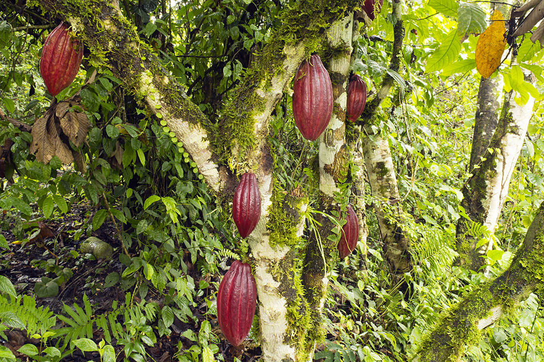 The Amazon Rainforest's Cacao Tree Rainforest Cruises