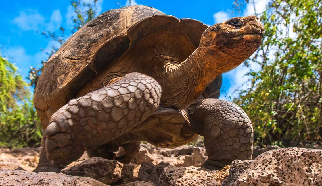 Top 10 Galapagos Islands Animals & Wildlife Spotting Tips - Rainforest