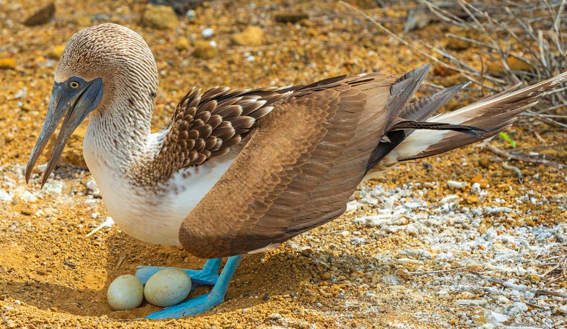 Booby met loog-eieren