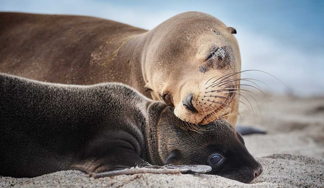  Câlins d'otaries 