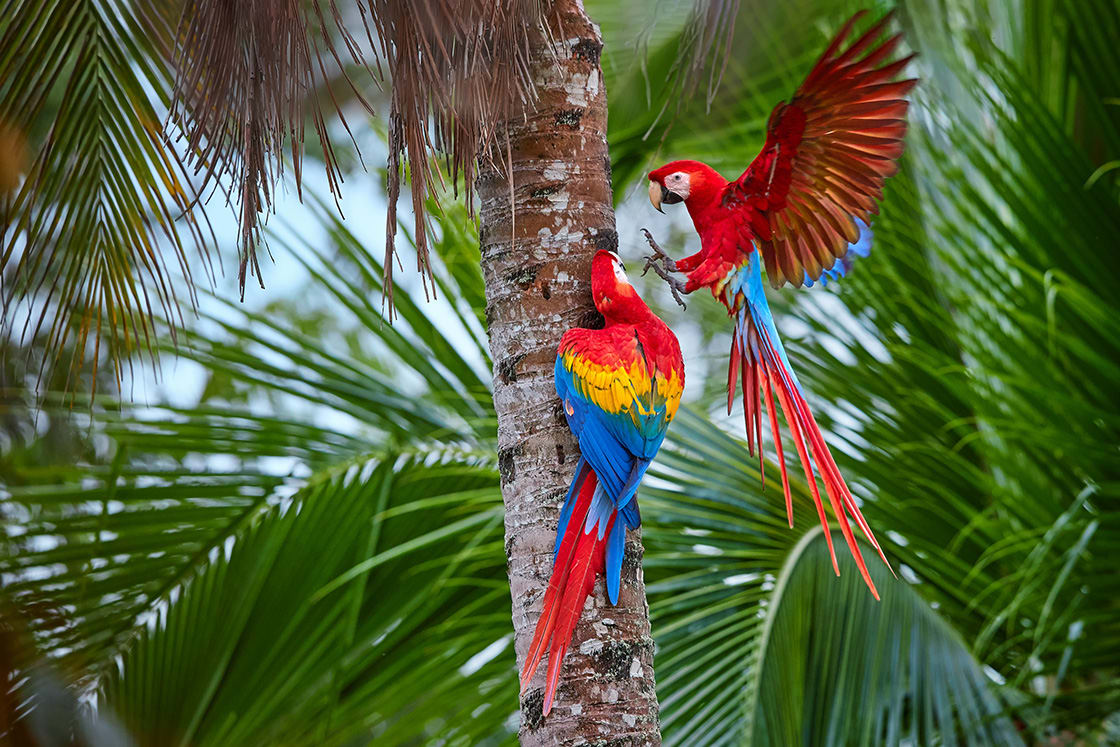 ヤシの木の上の大きな赤い色のコンゴウインコのペア