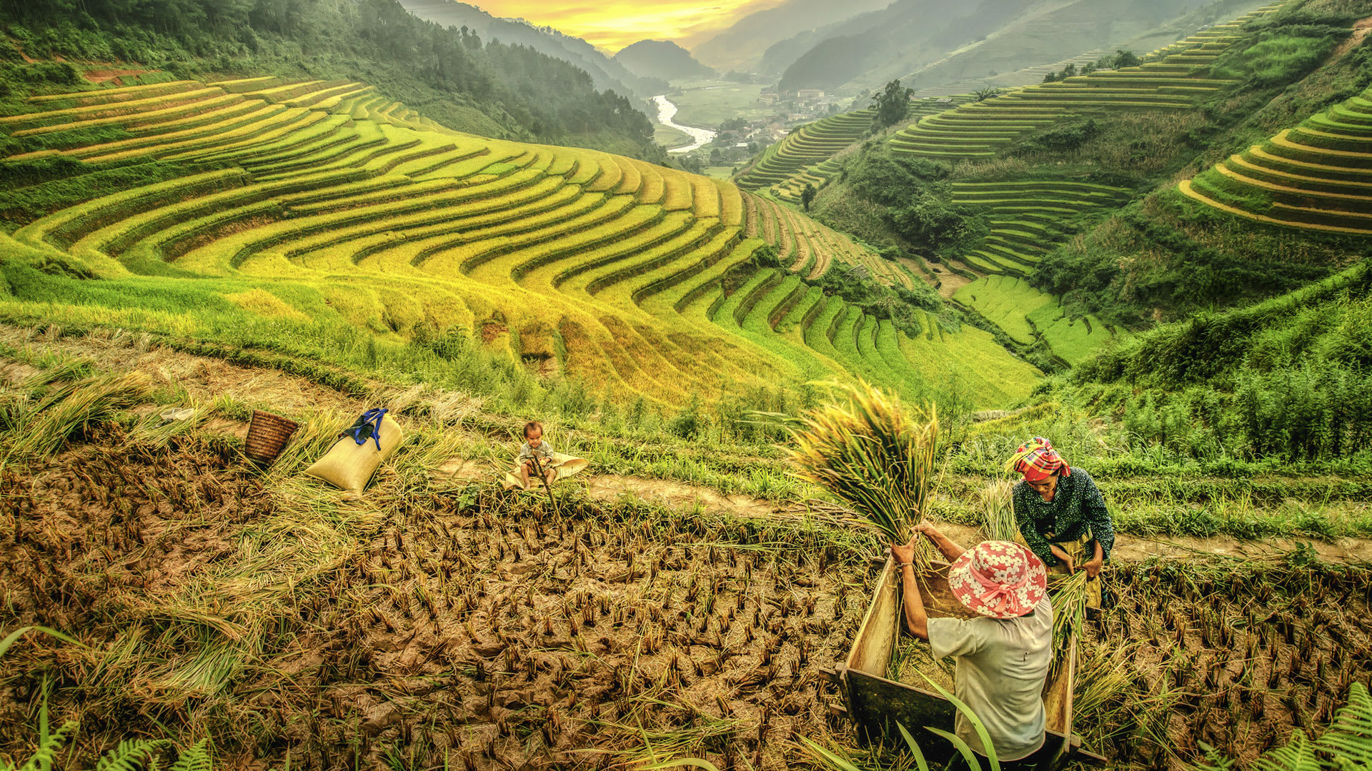 Rice terraces and a family working in the field in Vietnam
