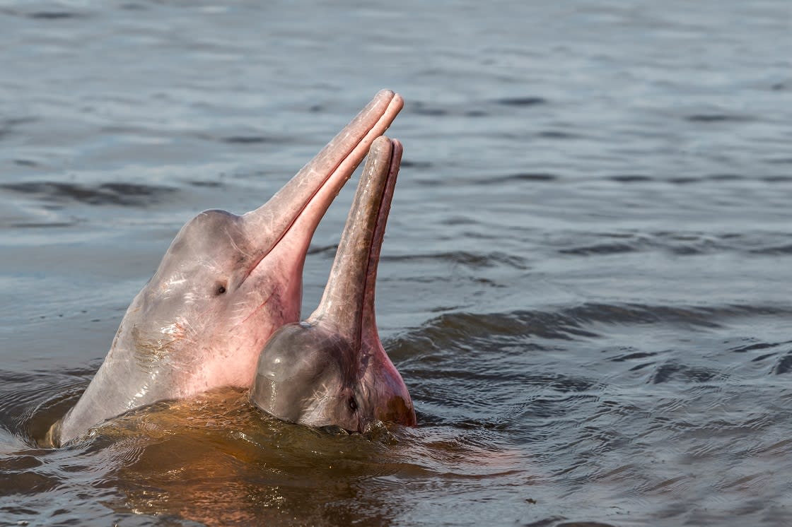 River Dolphin (Pink Dolphins), Species