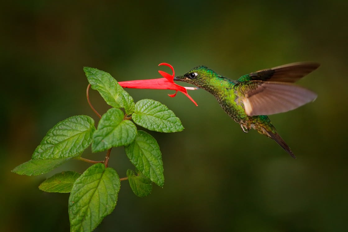 Top 10 Facts About Hummingbirds Rainforest Cruises
