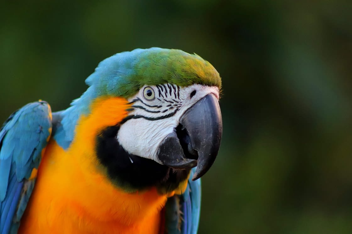 Arara Azul E Amarela 