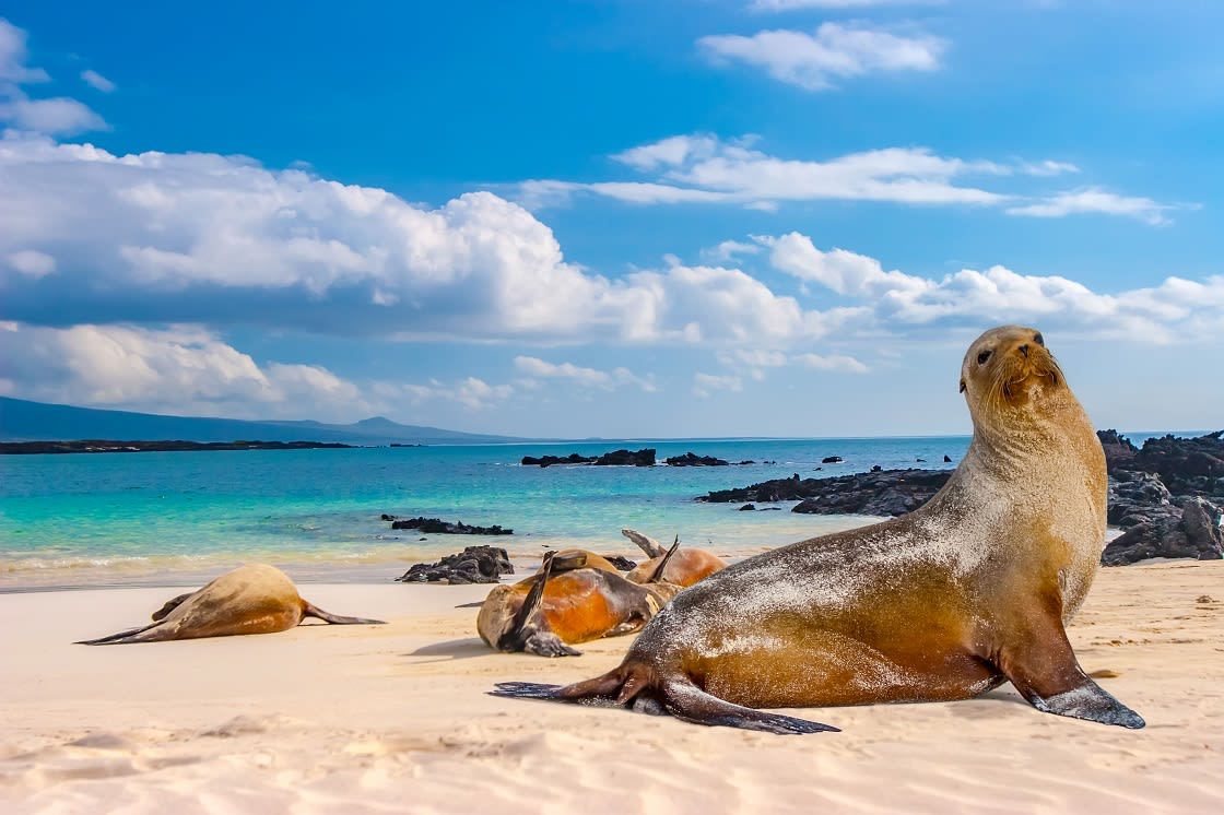  Îles Galapagos 