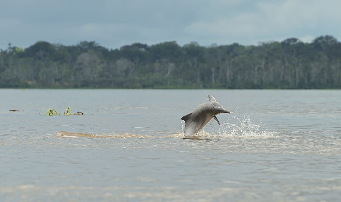  Delfín Rosado En El Río Amazonas