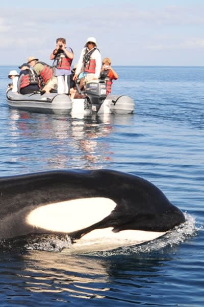 Expedition Cruise in the Galapagos Whale Watching