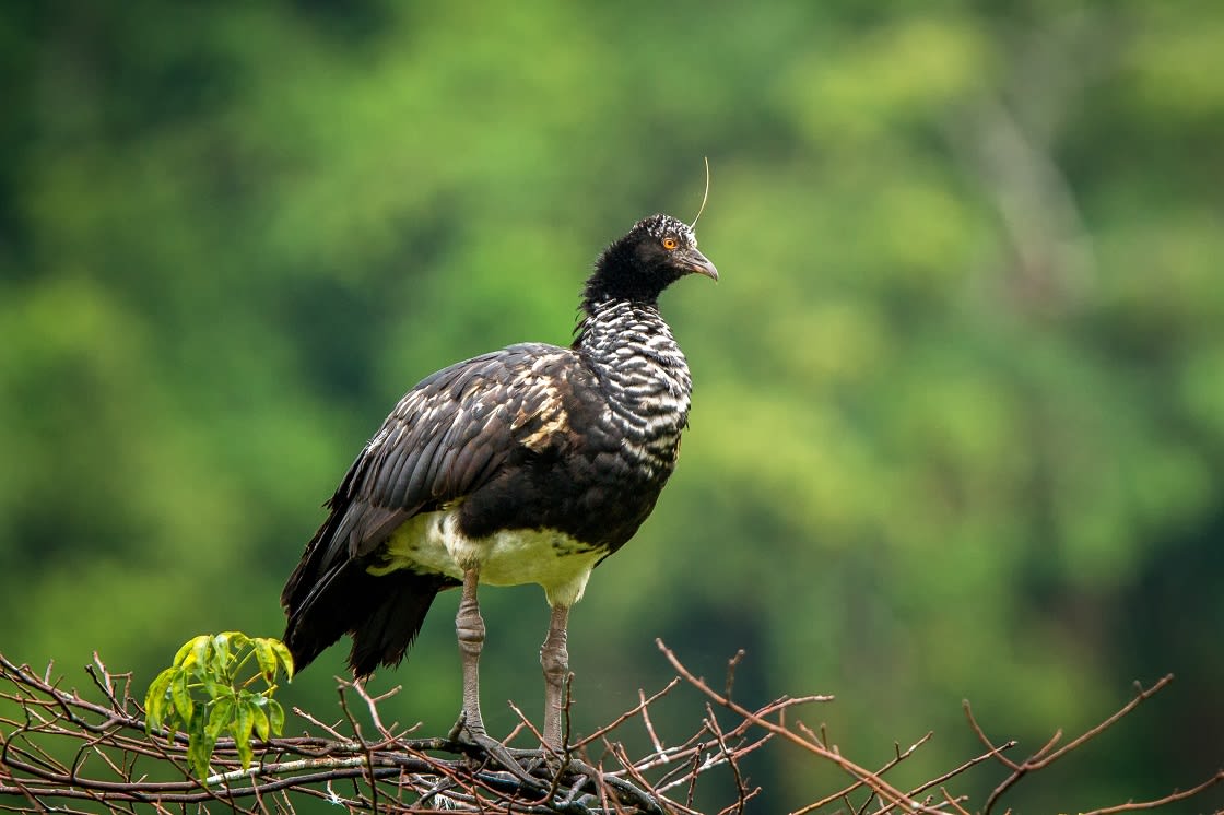 Amazonevogel in Manu Nationaal In Peru