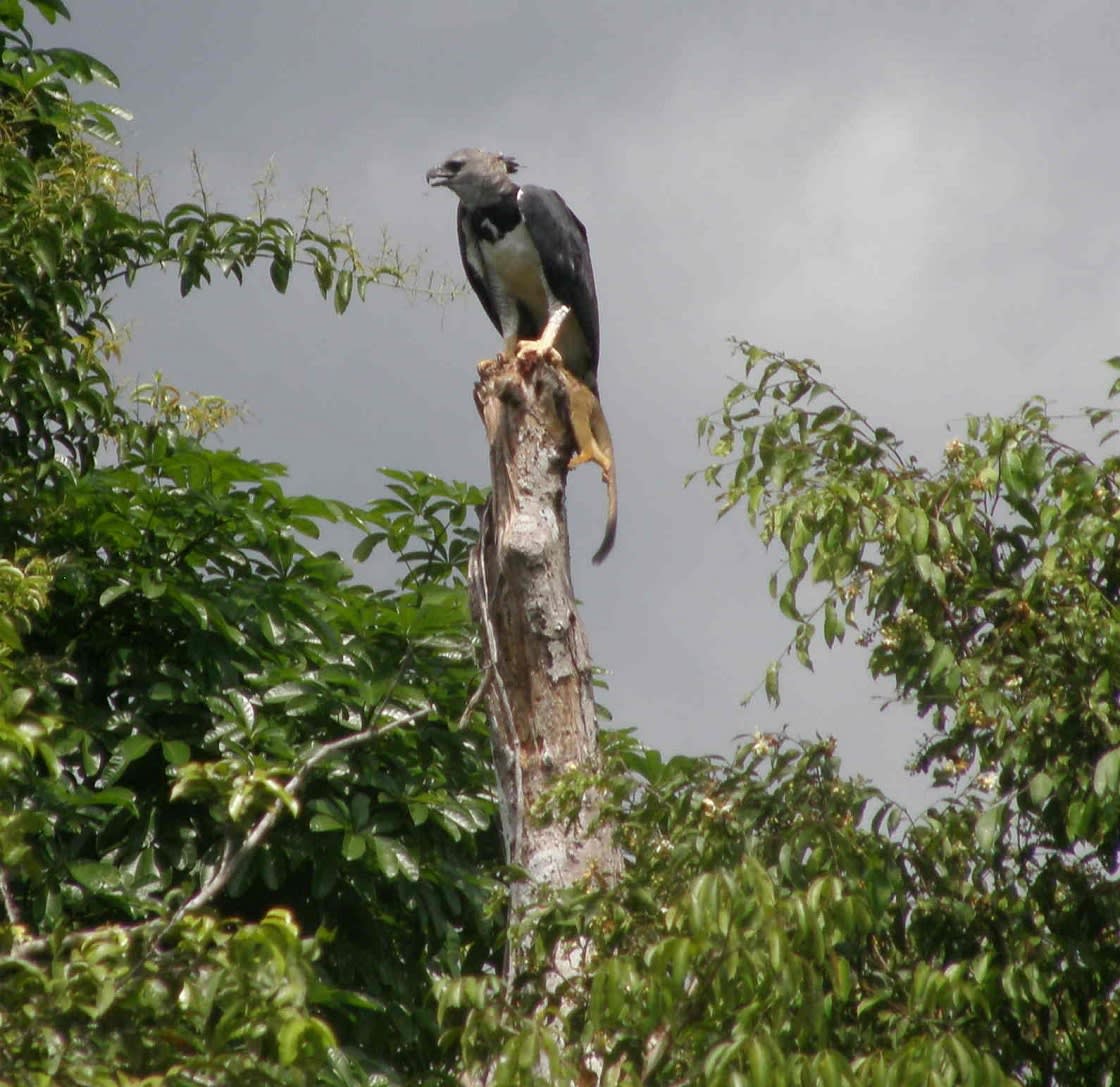  Aigle Harpie Et Singe 