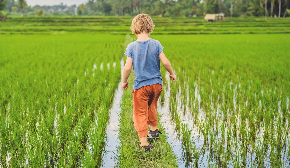 男孩走在稻田