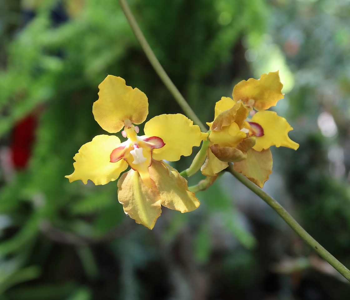 enkelt gul Amasonisk Orkide