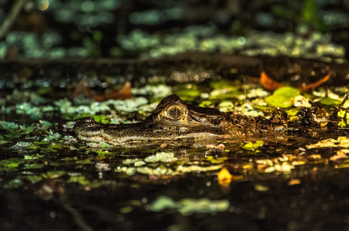 Caimán Con Anteojos En La Reserva Pacaya Samiria, Perú